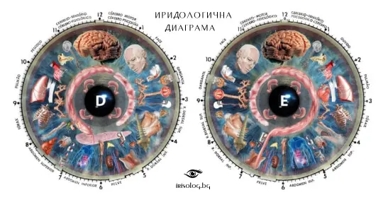 Иридологична диаграма на ирисите -
        irisolog.bg 