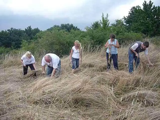 Празникът на билките - Еньов ден - irisolog.bg Празникът на билките - Еньов ден